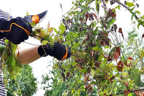 summer pruning