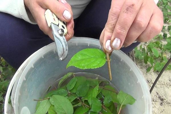  shoots for cuttings