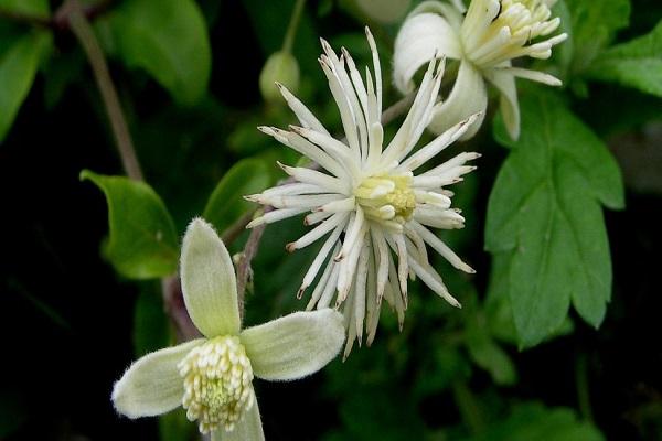 Variedad Vitalba