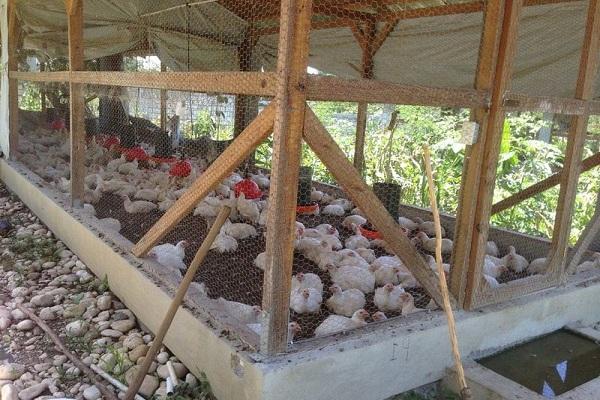 cages de poulets de chair