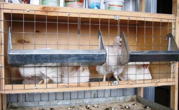 chicken cage