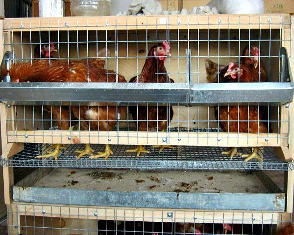 chicken coop cage