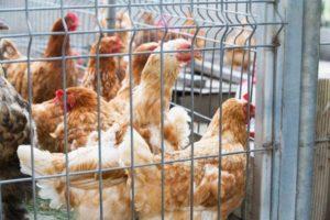 Comment faire des cages pour poules pondeuses avec vos propres mains, types et tailles