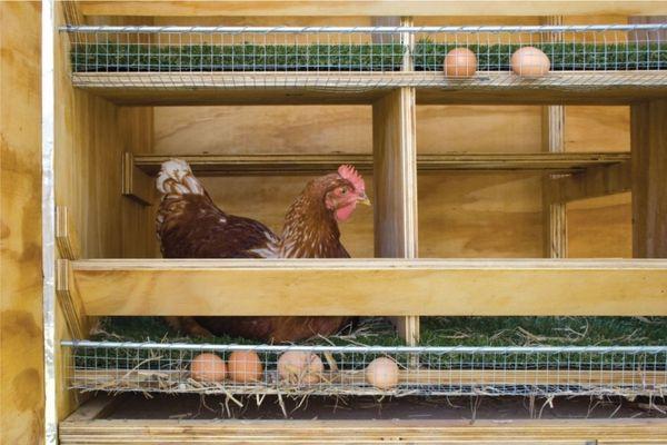 gallina ponedora en el nido