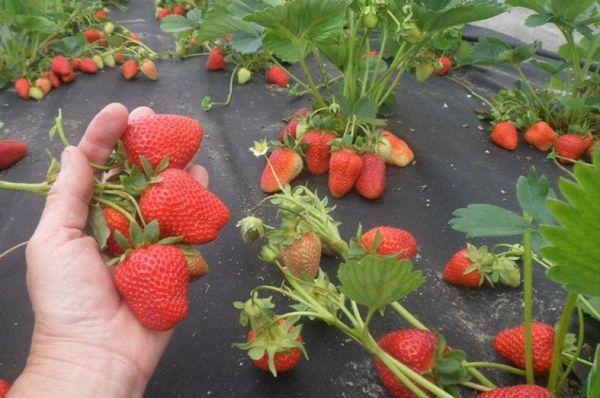 ripe strawberry