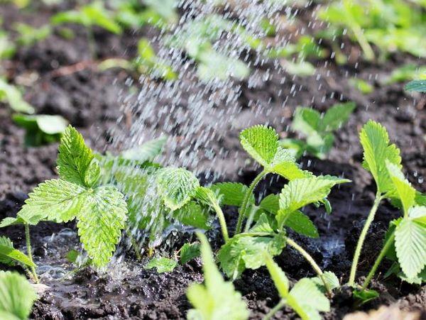 watering strawberries