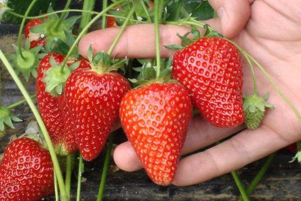 ripe strawberry