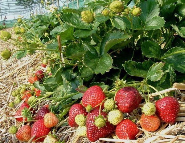 mulching strawberries