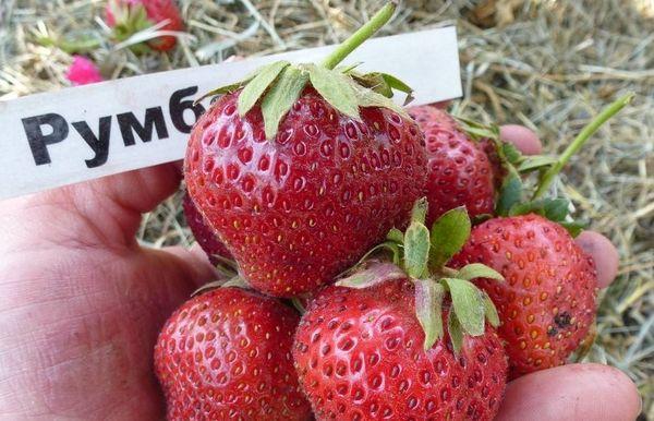 Strawberry fruit