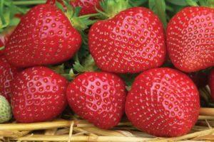 Description and characteristics of the strawberry variety Sensation, growing rules