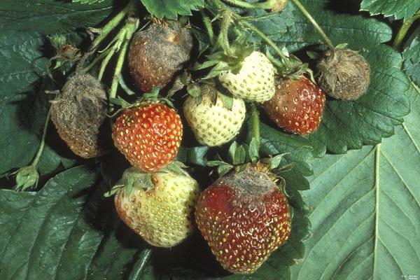 tizón tardío de las fresas