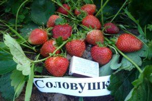 Description and characteristics of the strawberry variety Solovushka, growing rules