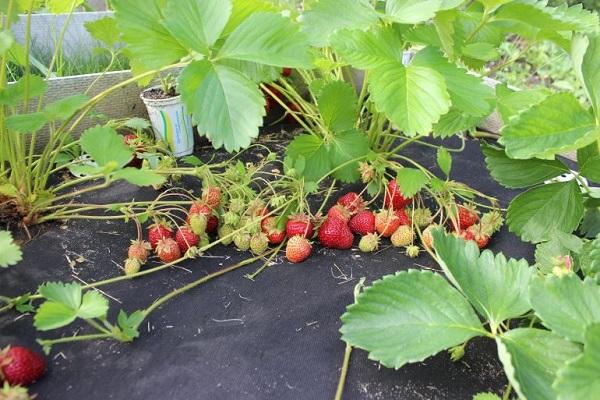 arbustos en la plantación