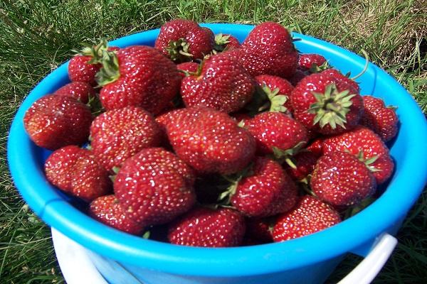 harvested crop