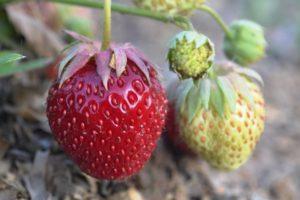 Paglalarawan at mga katangian ng iba't-ibang uri ng strawberry ng Tago, teknolohiya ng paglilinang