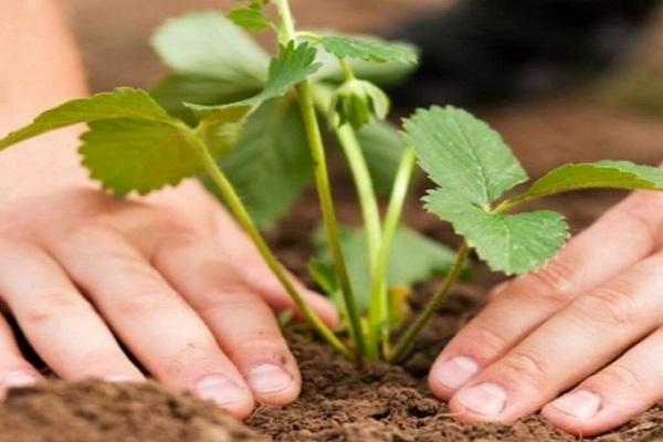 planting strawberries