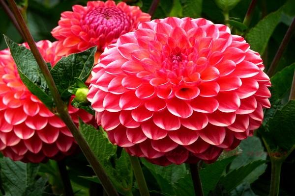 dahlia buds