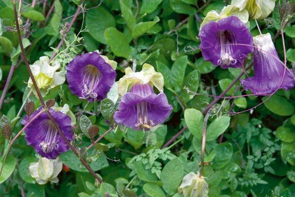 blooming kobea