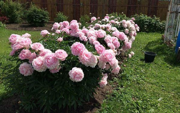 Pivoines dans le jardin