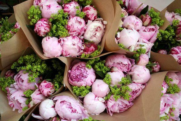 Herbaceous peonies