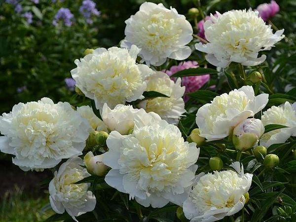 pivoines blanches