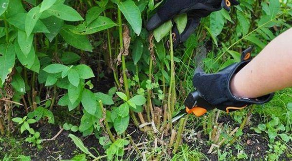 pruning peonies