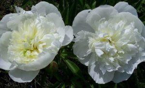 When peonies of different species bloom after planting, feeding and care