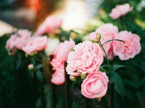 pink peonies