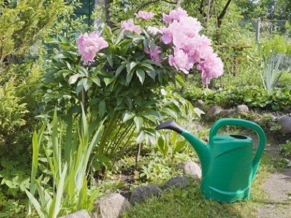 watering peonies