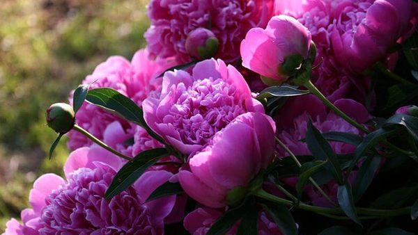 peony care