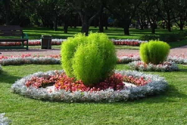 decorative bush