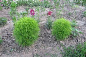 Description of kohija varieties, planting and care in the open field, growing from seeds