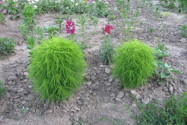 kochia en el jardín