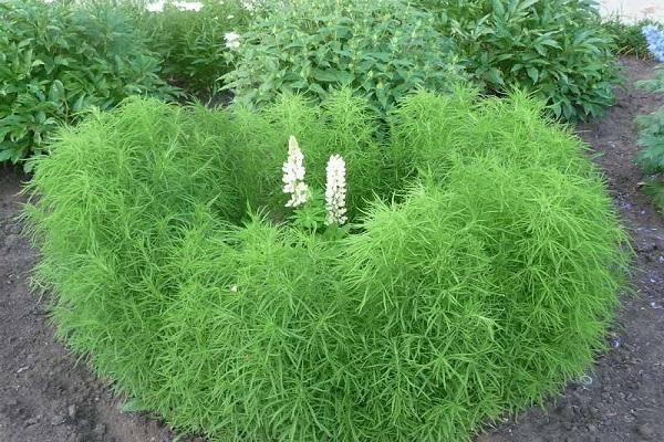 thinning of kochia