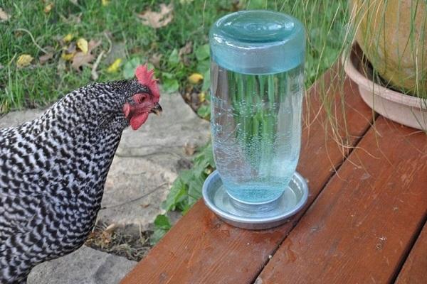 watering can with a can