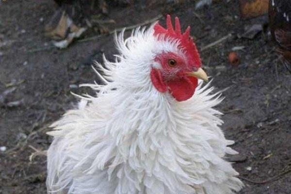 tousled chicken