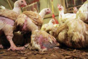 Symptoms of coccidiosis in chickens and the best treatment methods, preventive measures