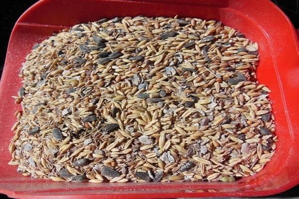 sunflower seeds