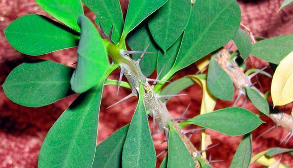 Spurge con espinas