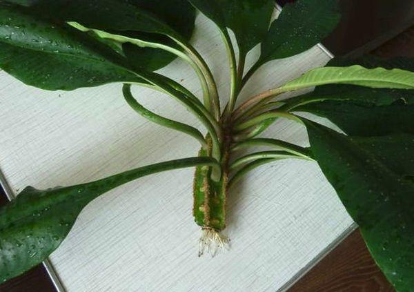 milkweed cuttings