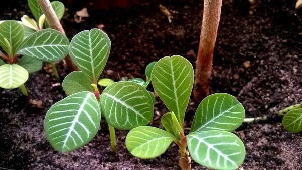 milkweed transplant