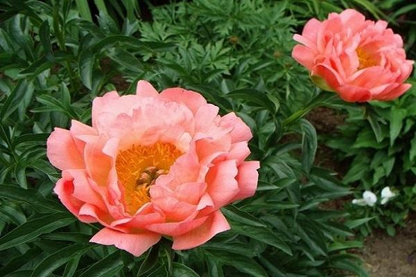 flowering peonies