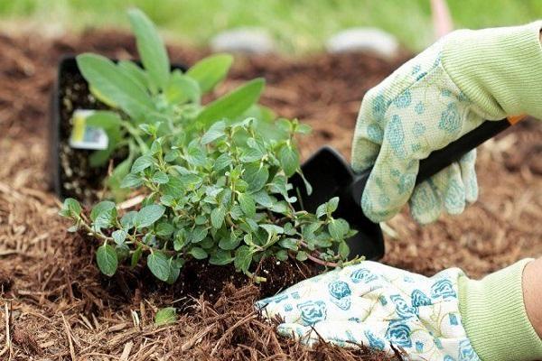 mulch for peonies