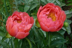 Description des 12 meilleures variétés de pivoines corail, règles de plantation et d'entretien