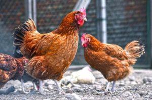 Description of the breed of chickens Kuchinsky Jubilee, breeding and egg production