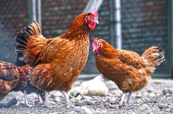 rooster with chicken