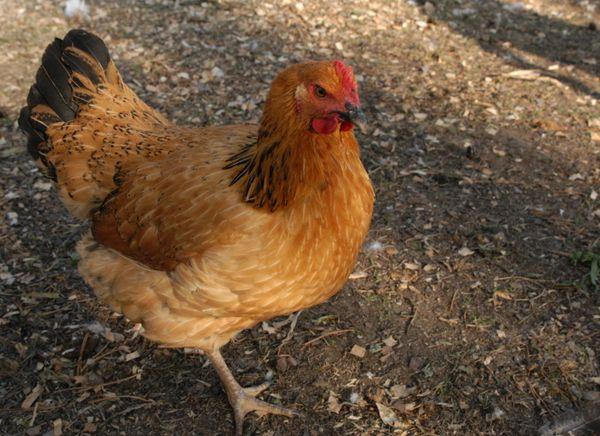 gallina ponedora