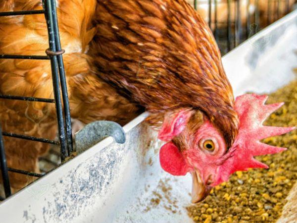 feeding a rooster