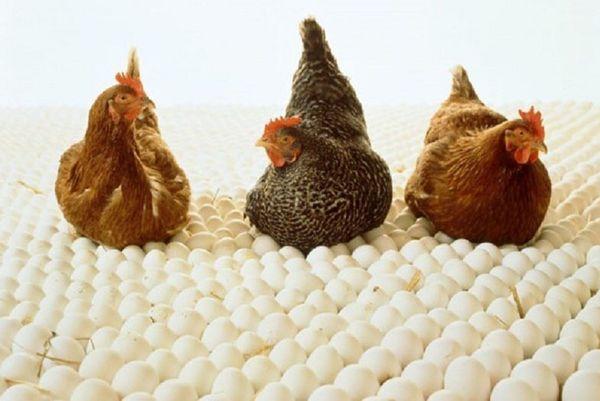 poulets sur oeufs