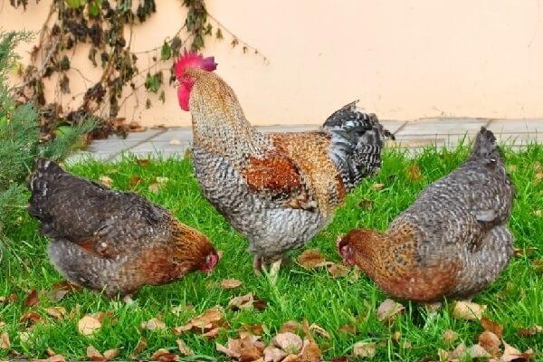 gallo en el pasto